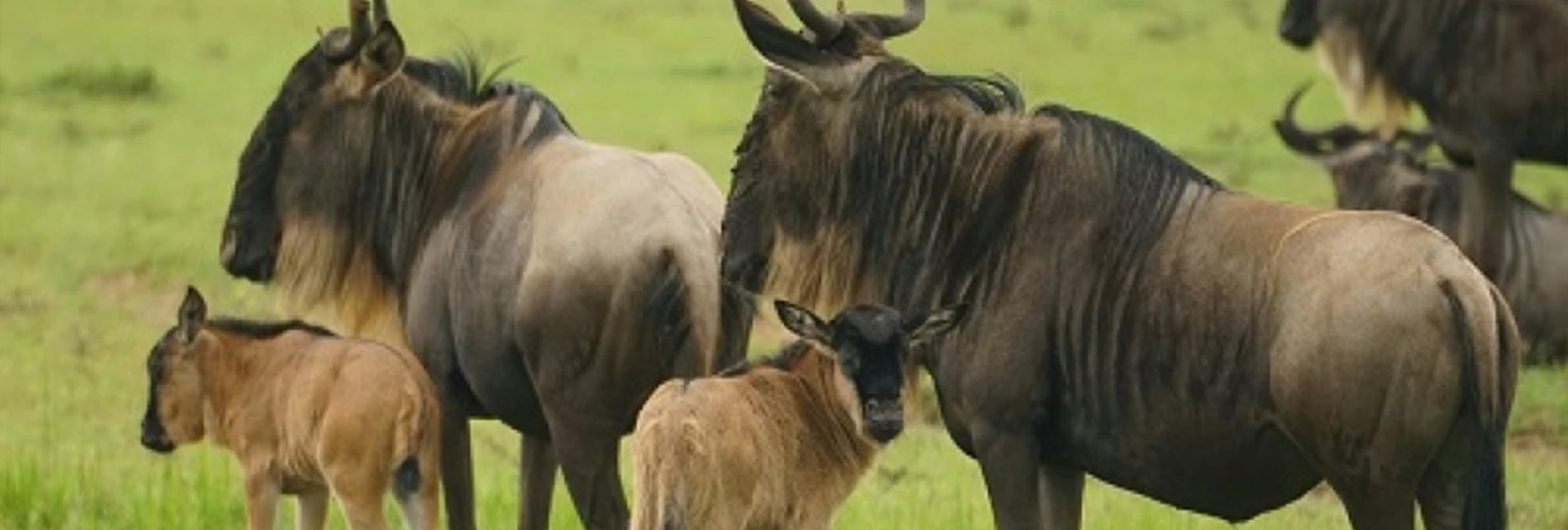 5-Day Mid-Range Southern Serengeti Calving Safari (January-March)