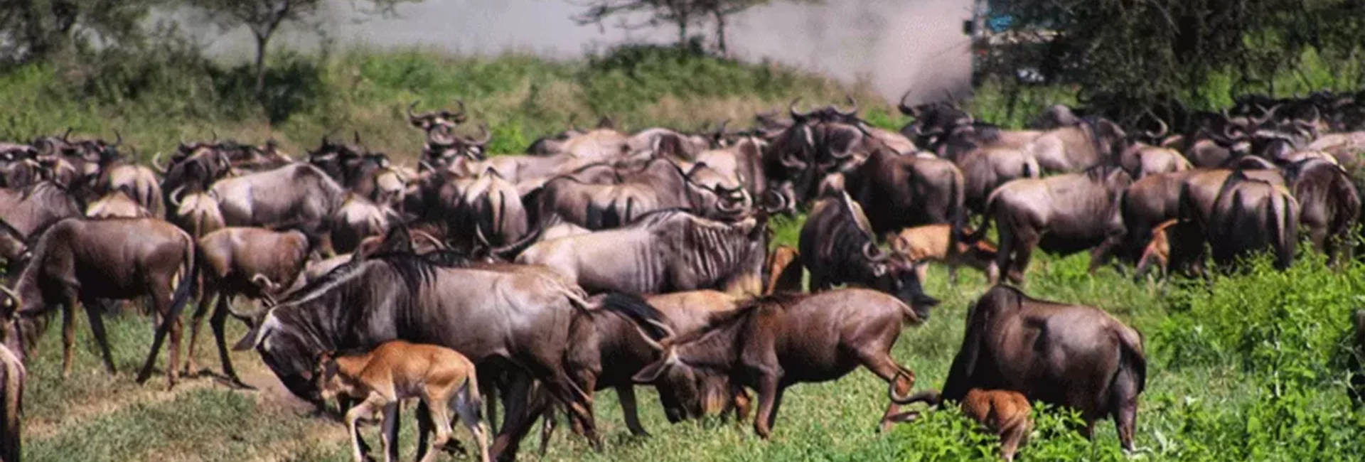 5-Day Ndutu Annual Calving Event Safari (January-March)