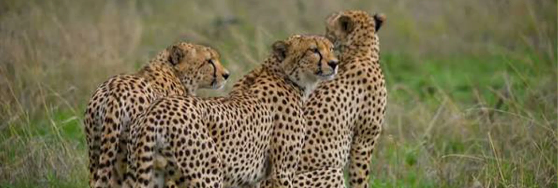 5-Day Ndutu Calf Watching Safari Tanzania (January-March)