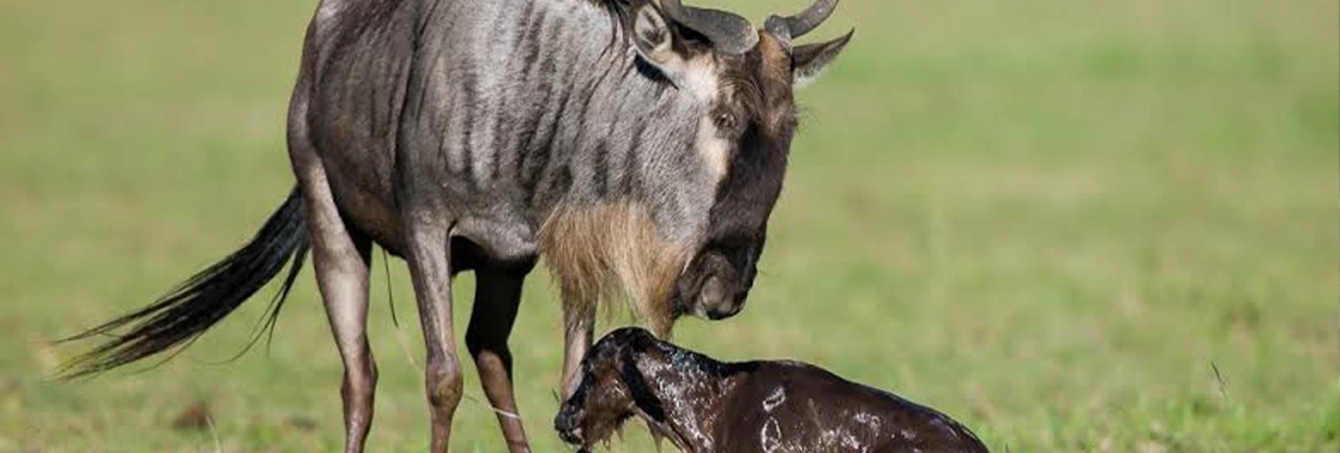 5-Day Ndutu Calving Grounds Tour Tanzania (January-March)