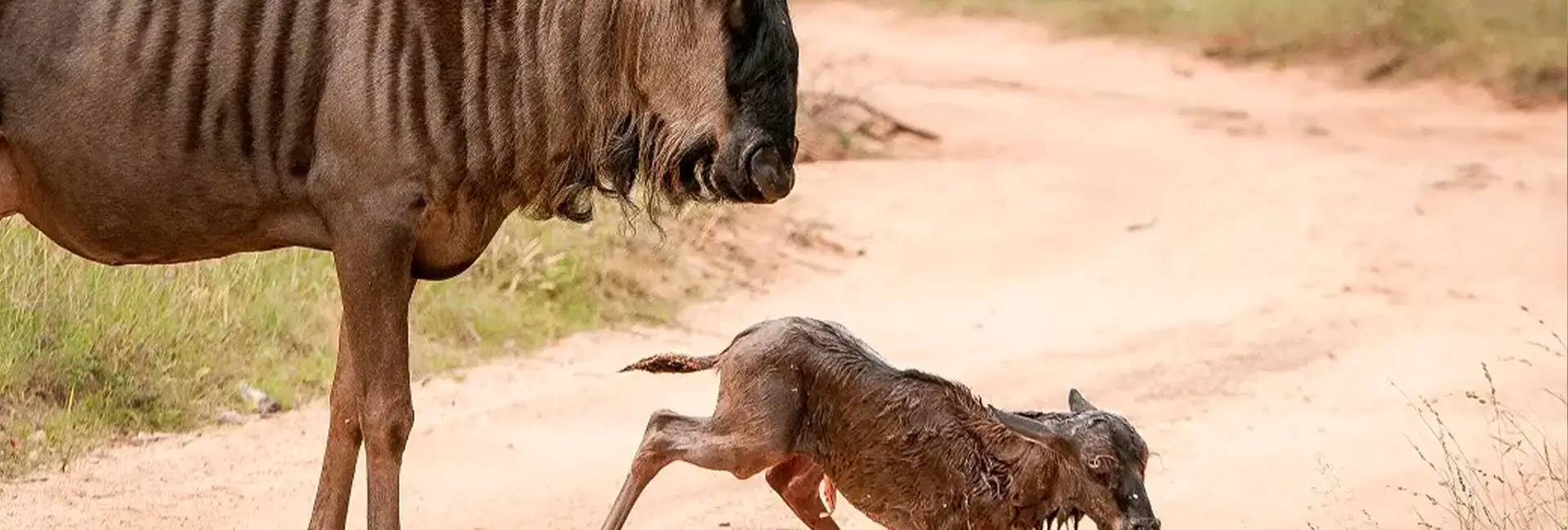 5-Day Ndutu Wildebeest Birthing Safari (January-March)