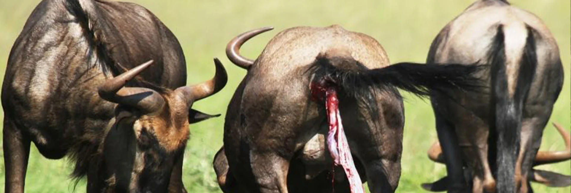 5-Day Ndutu Wildebeest Calving Tour (January-March)