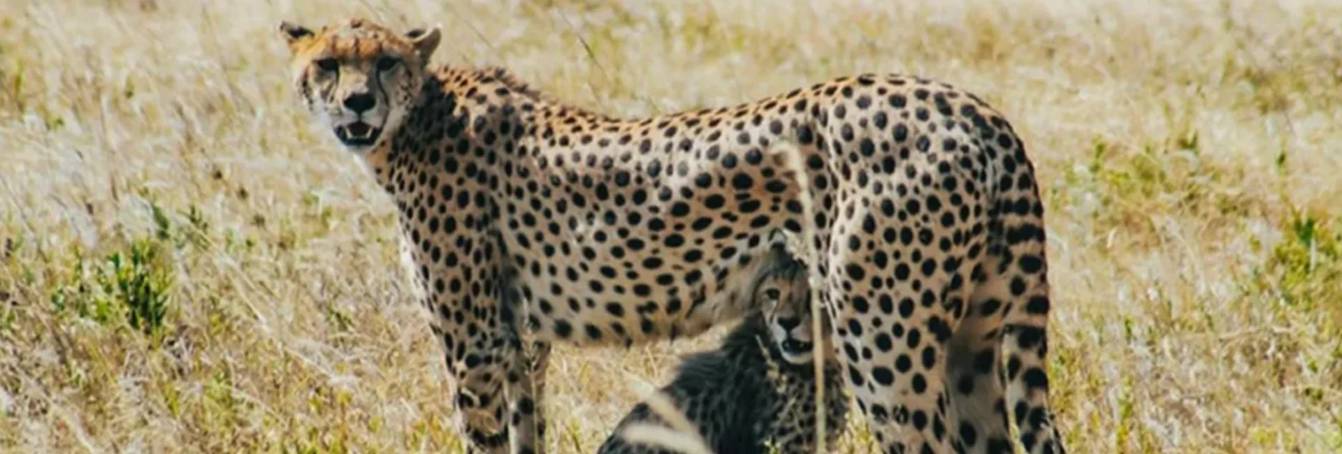 5-Day Private Couples Migration Safari