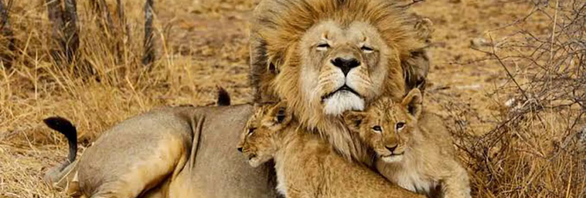 5-Day Serengeti Calving Wildlife Tour (January-March)