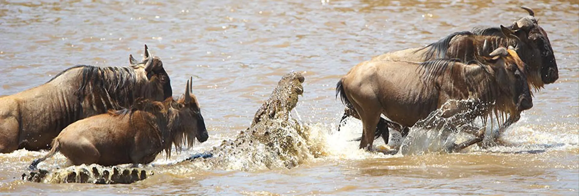 5 Days Serengeti Migration Safari Mara River Crossing | Wildebeest Tours 2026-2027