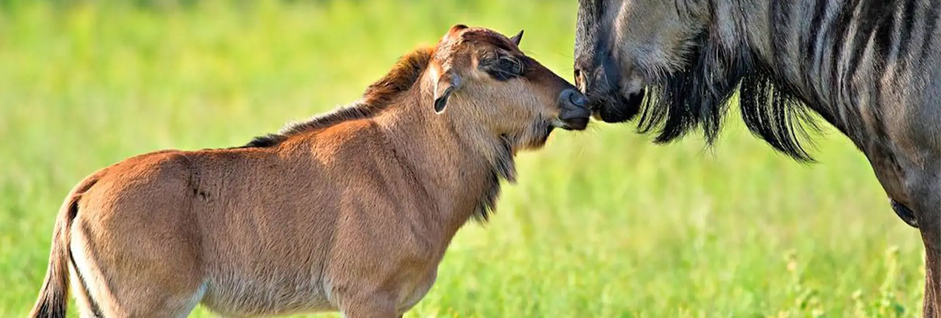 5-Day Serengeti Wildebeest Birthing Tour (January-March)