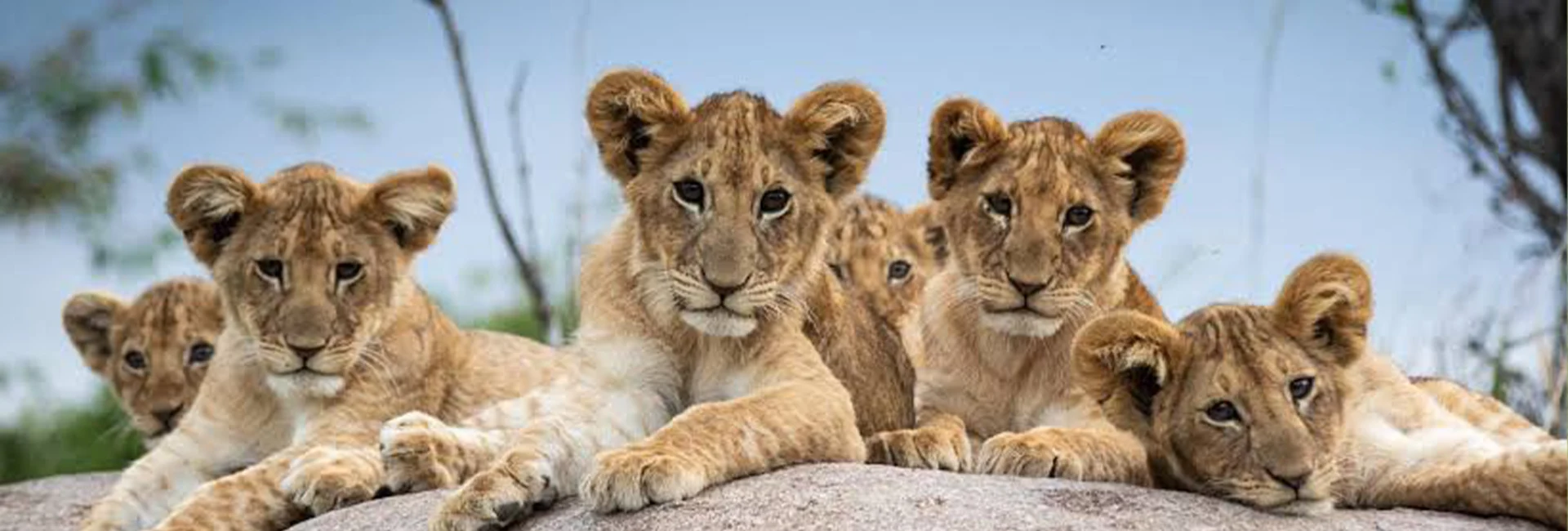 5-Day Southern Serengeti Birthing Season Safari (January-March)