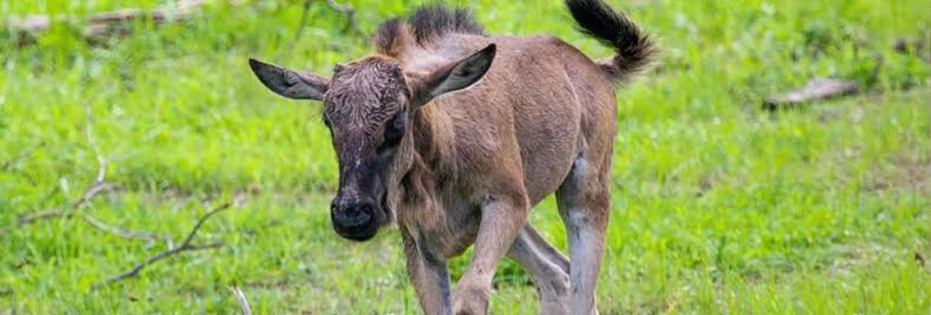 5-Day Southern Serengeti Newborn Calves Safari (January-March)