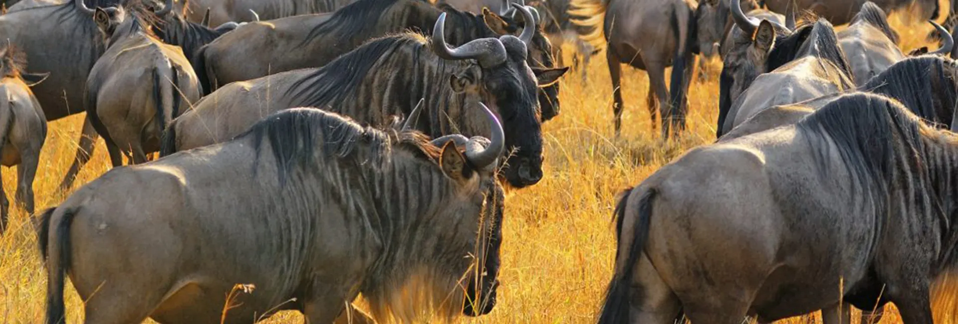 Super Great Migration