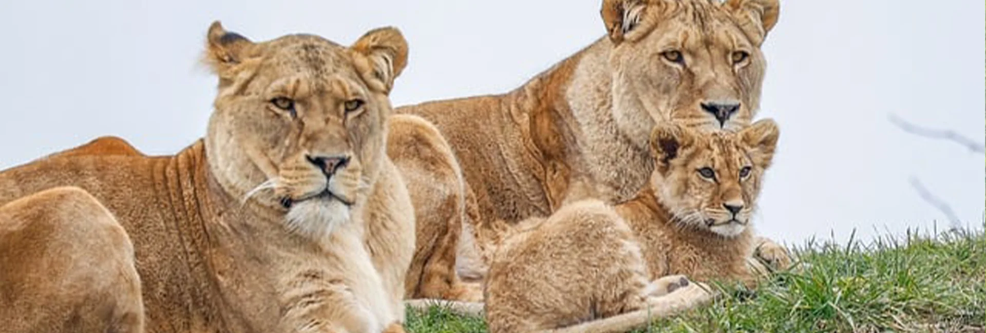 5-Day Tanzania Calving Season Safari (January-March)