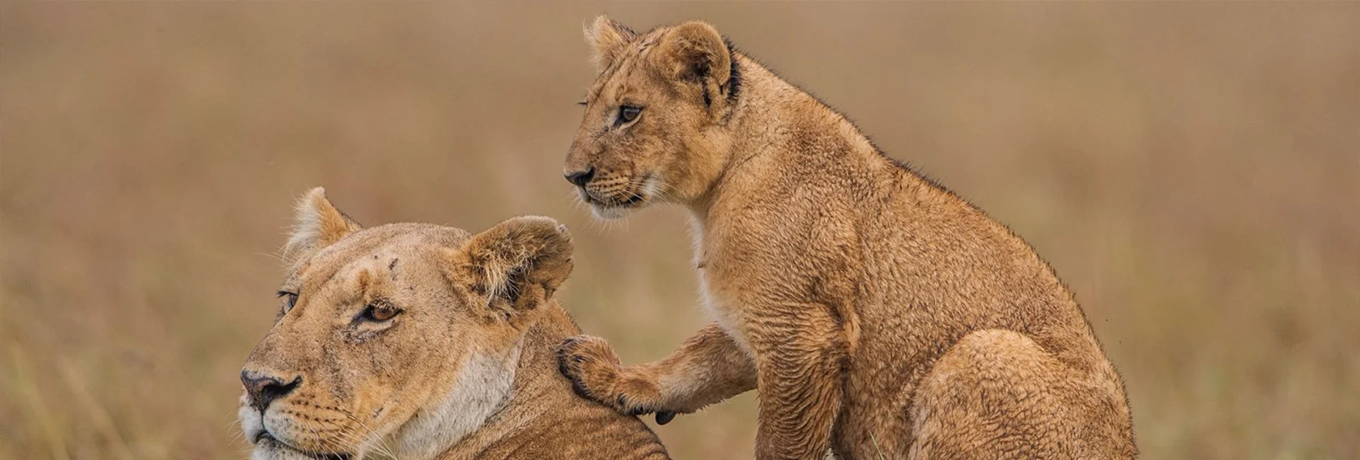 5 Days Tanzania Christmas & Happy New Year Holiday Tour