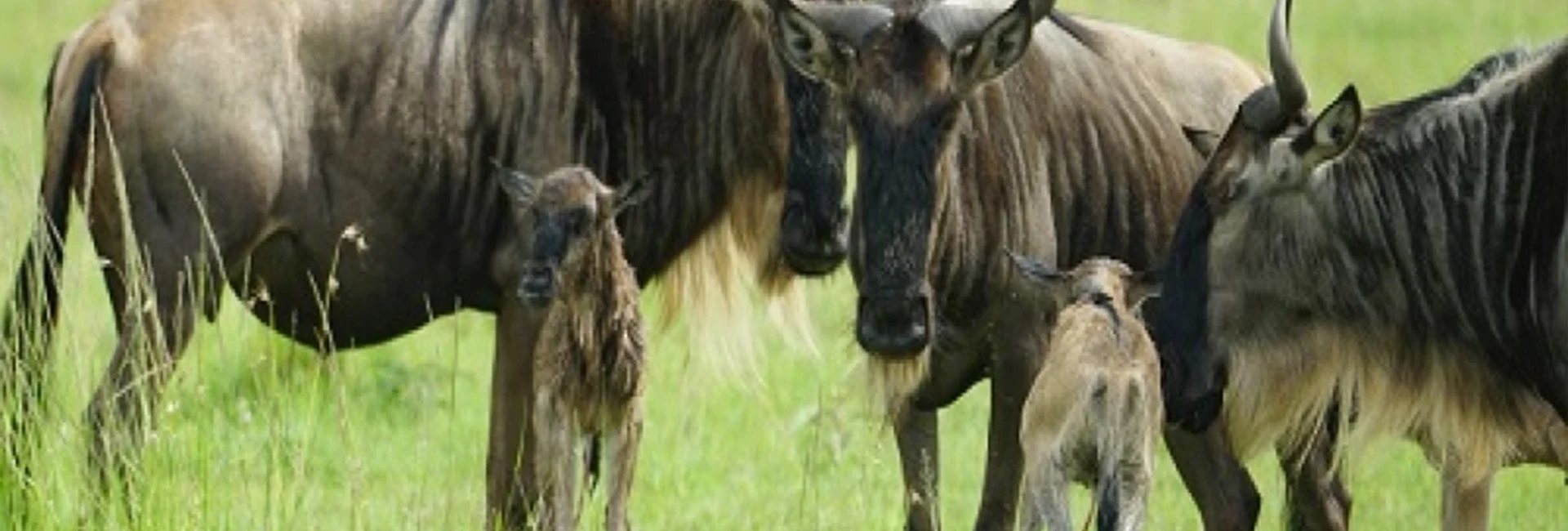 5-Day Tanzania Newborn Wildebeest Safari (January-March)