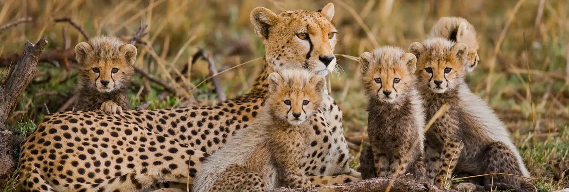 5 Days Tanzania Safari & Zanzibar Escape