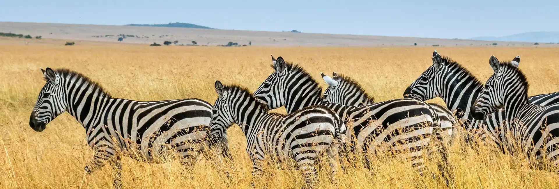 5 Days to Witness Great Migration Safari with Tanzania 2026