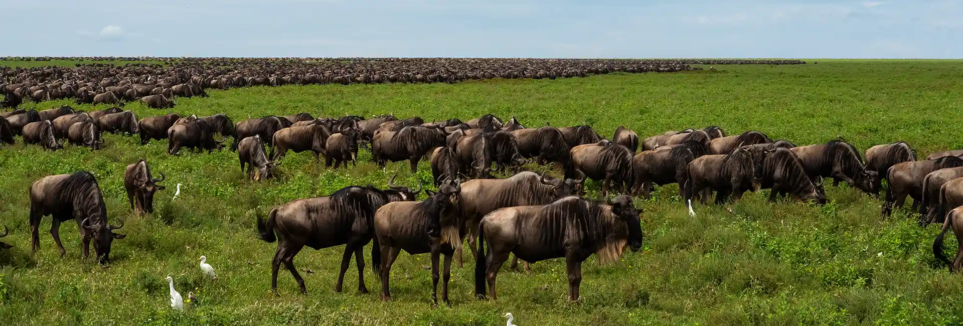 5 Days Ultimate Great Migration Safari & Ngorongoro Crater Tanzania 2026