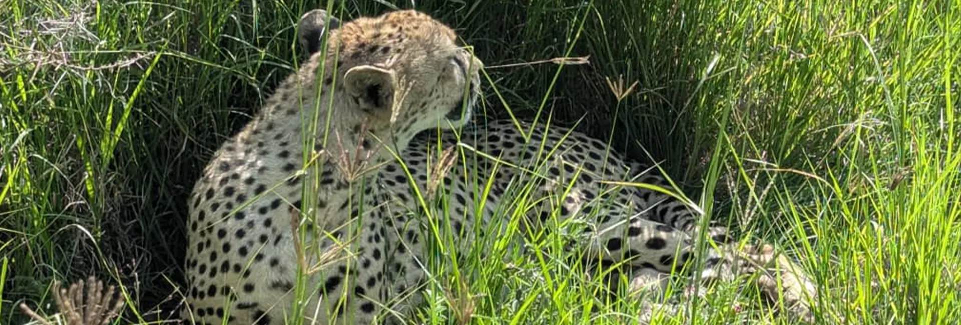 5-Day Budget Safari - Lake Manyara, Serengeti, Ngorongoro Crater & Tarangire
