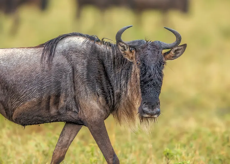 6 days luxury arusha