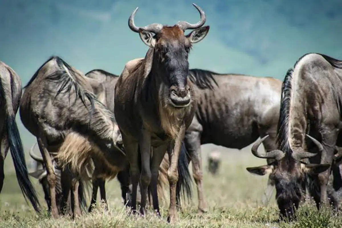 5-Day Affordable Wildebeest Migration Safari $1400-$1800