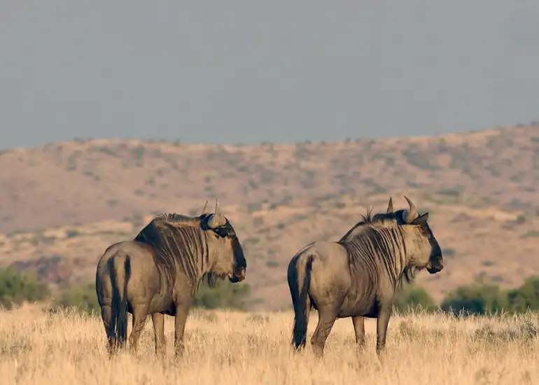 5-Day Affordable Wildebeest Migration Safari $1,400-$1,800