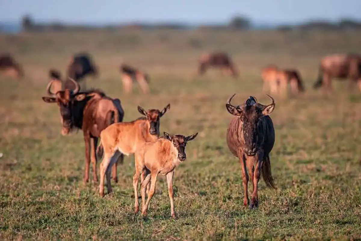 5 Days Budget Ndutu Calving Adventure
