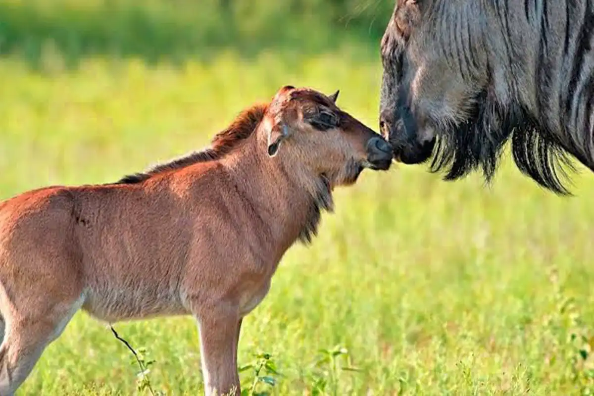 5 Days Family Ndutu Calving Holiday