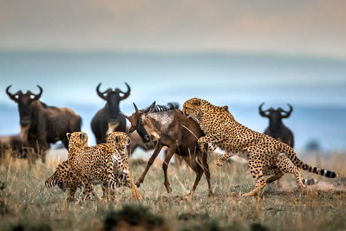 Fly-in Migration