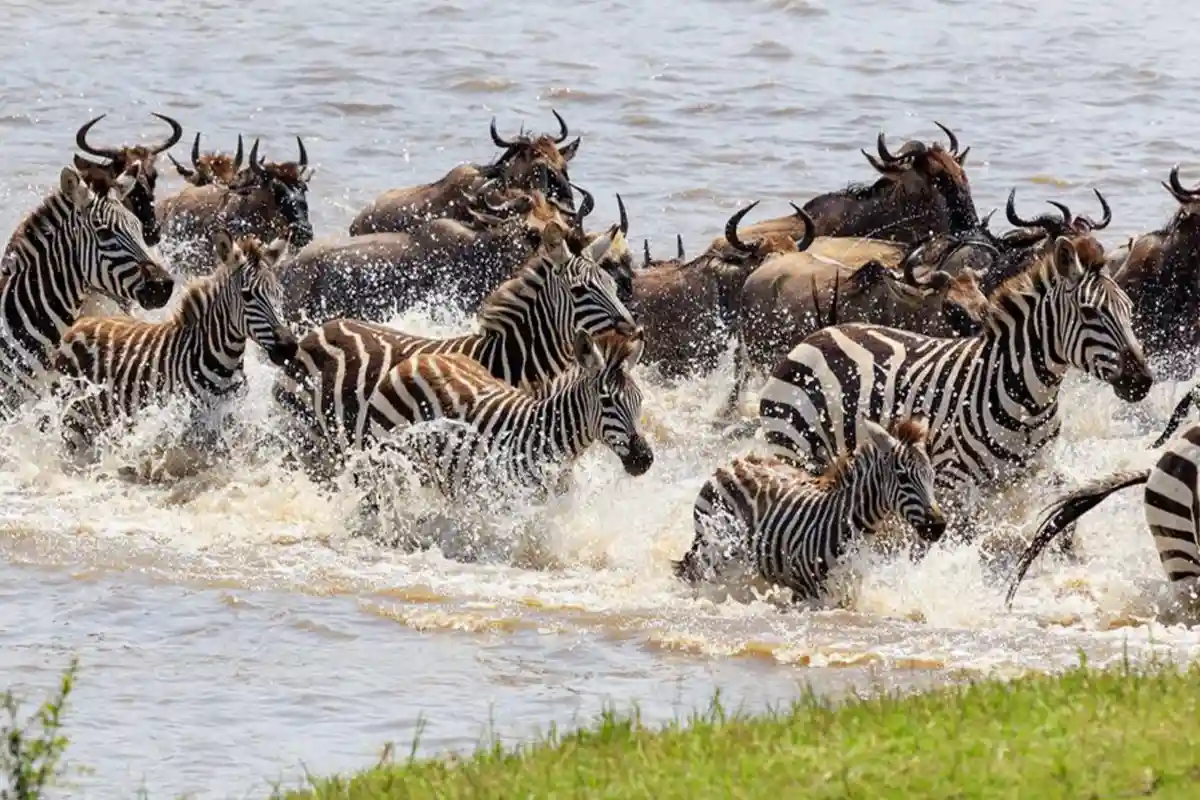 Great Migration River Crossing