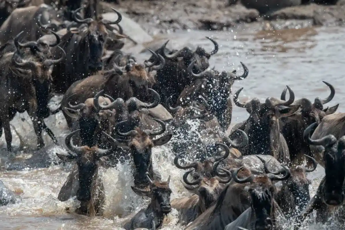 Great Migration River Crossing