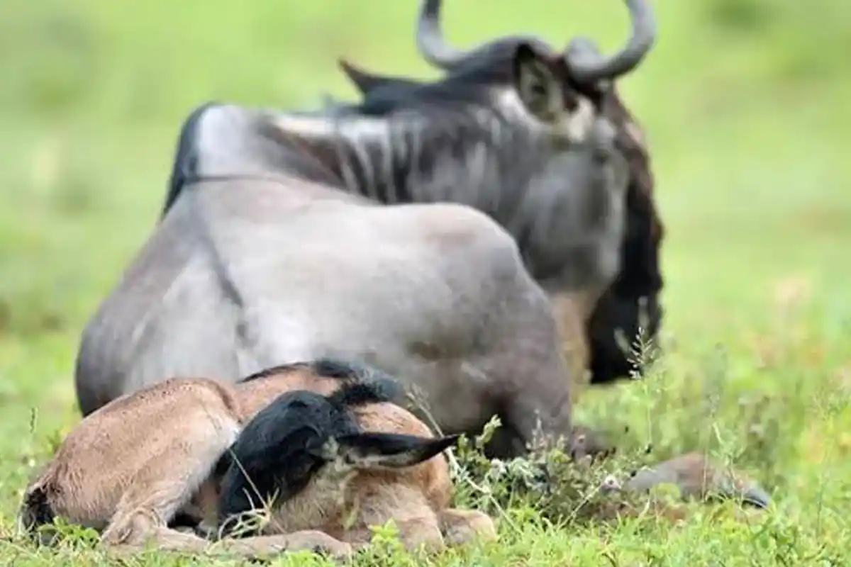 5 Days Ndutu Calf Watching Safari Tanzania