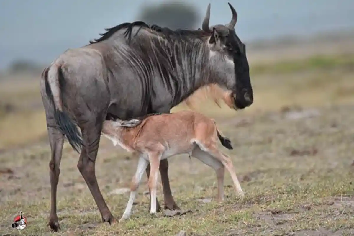 5 Days Ndutu Wildebeest Birthing Safari