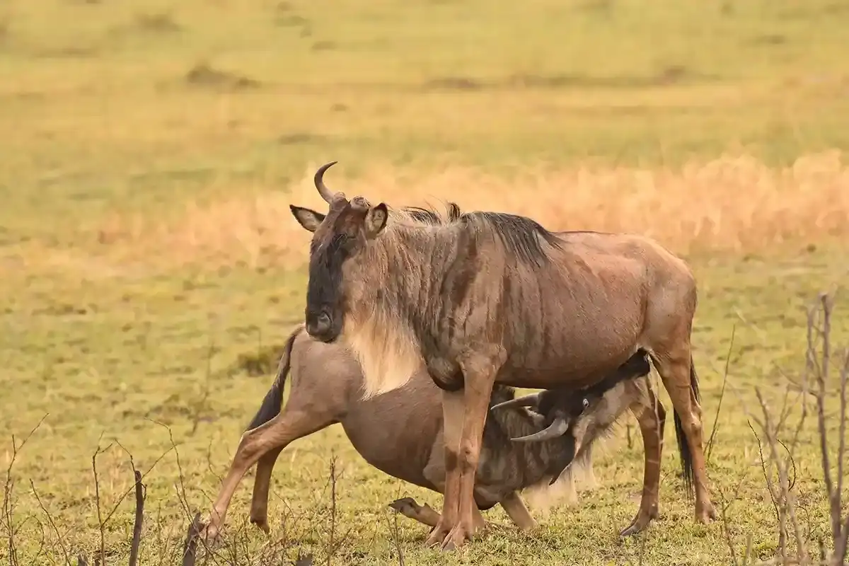 5 Days Ndutu Wildebeest Calving Tour