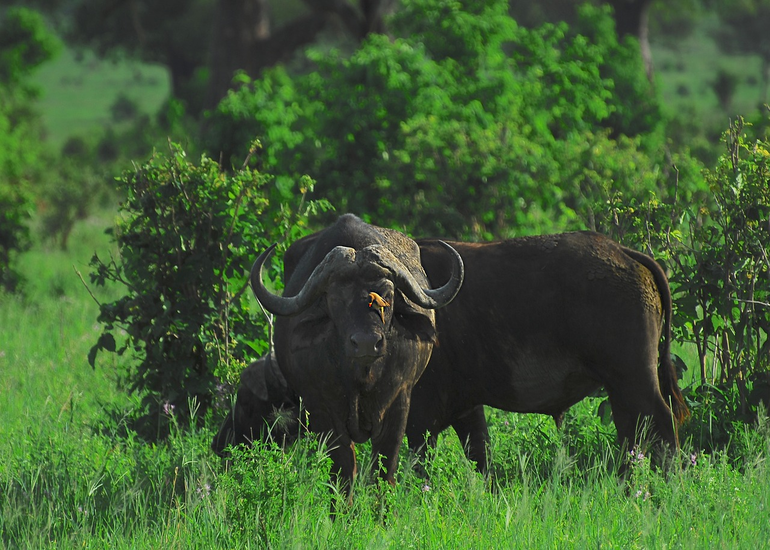 5-Day Classic Northern Circuit Safari