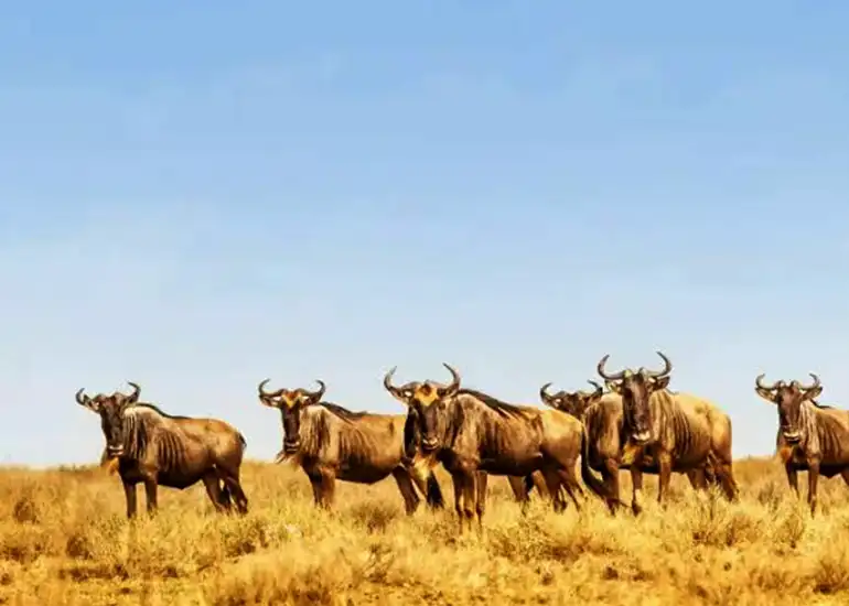 Peak Season Wildebeest Migration Safari July October