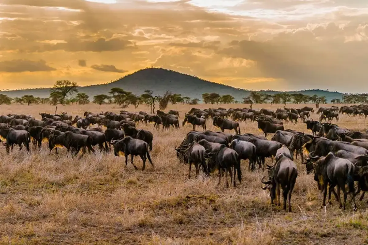 5 Days Private Great Migration Safari
