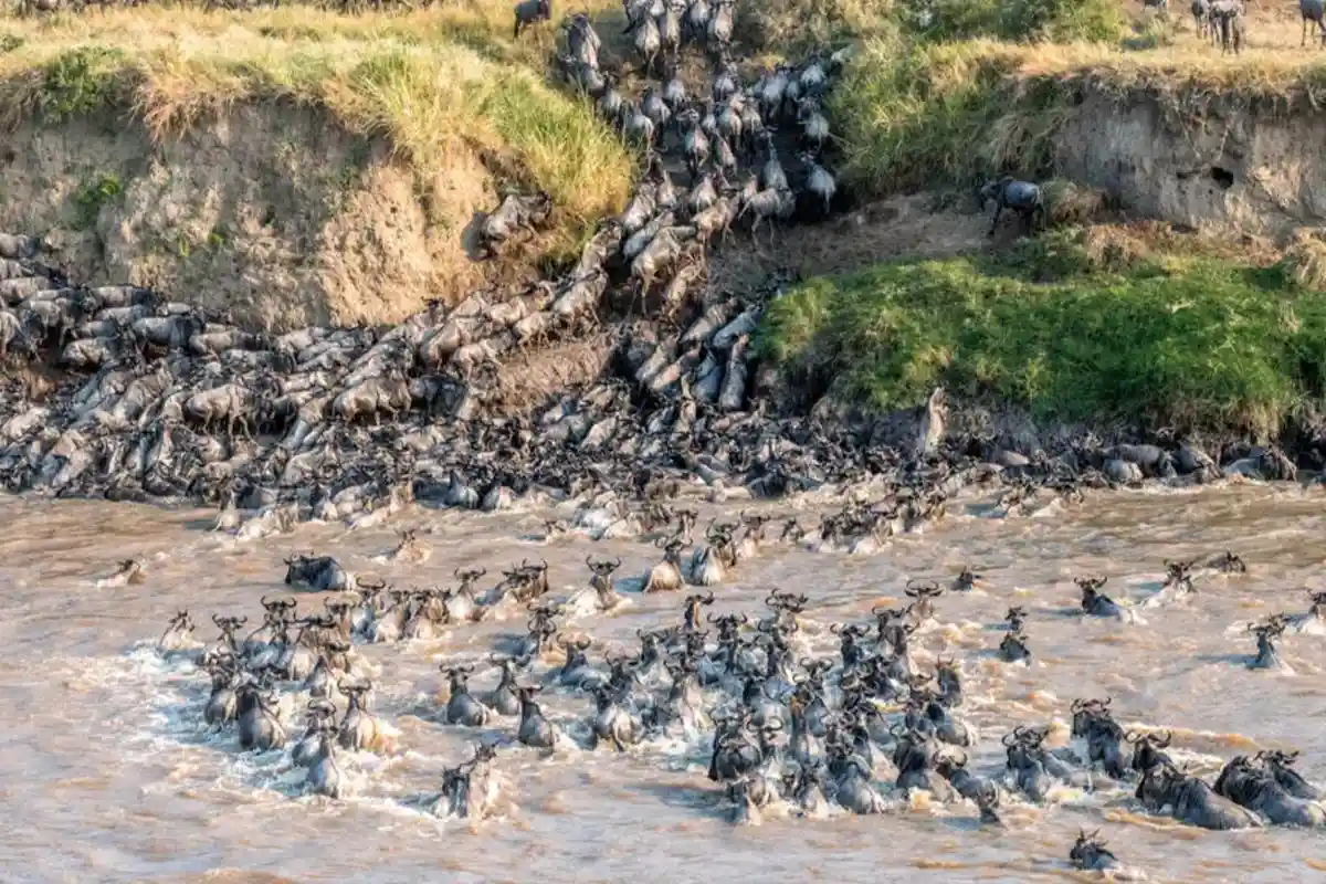 Mara River Crossing