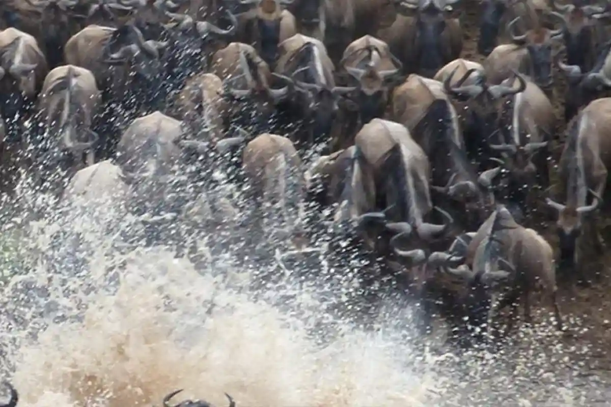 5 Days Serengeti Migration Safari
