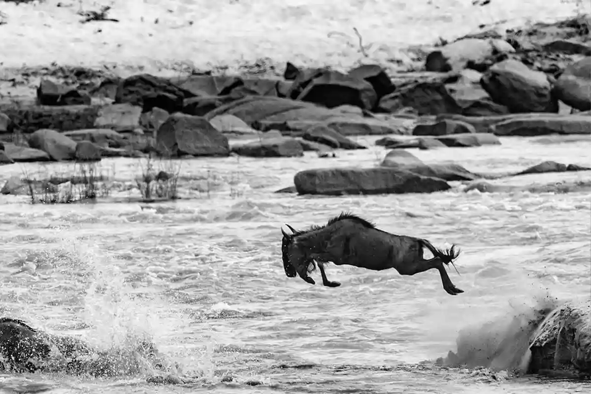Mara River Crossing