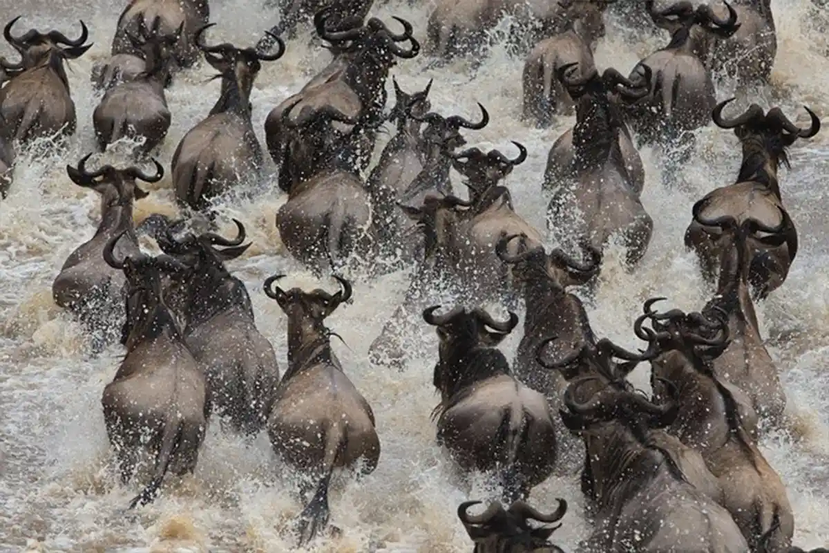 Wildebeest Migration