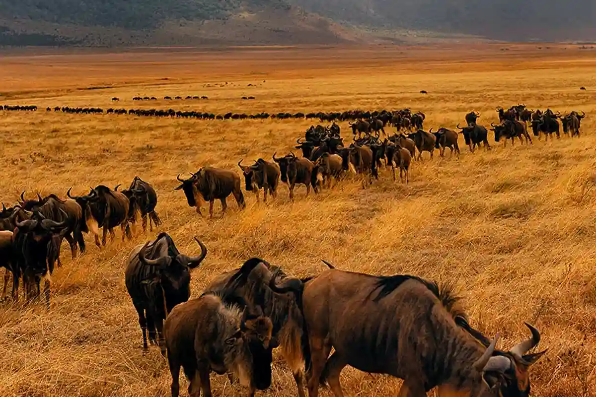 Wildebeest Migration