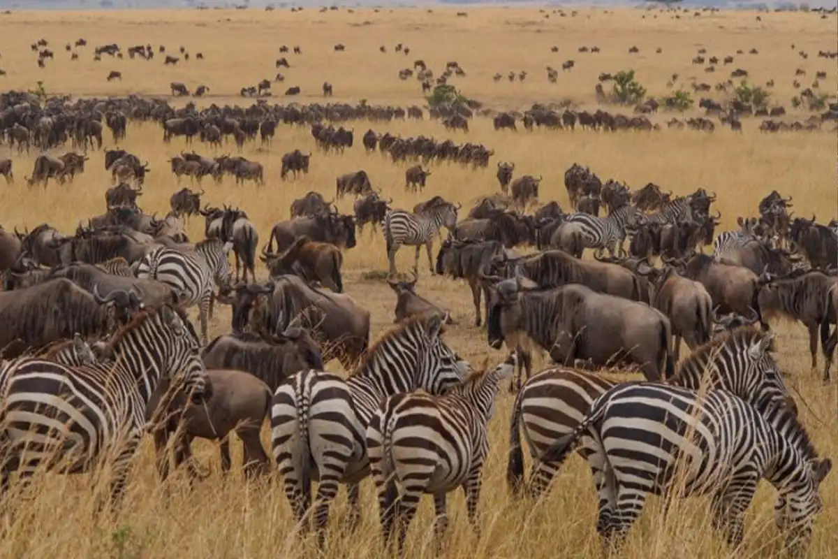 Super Great Migration