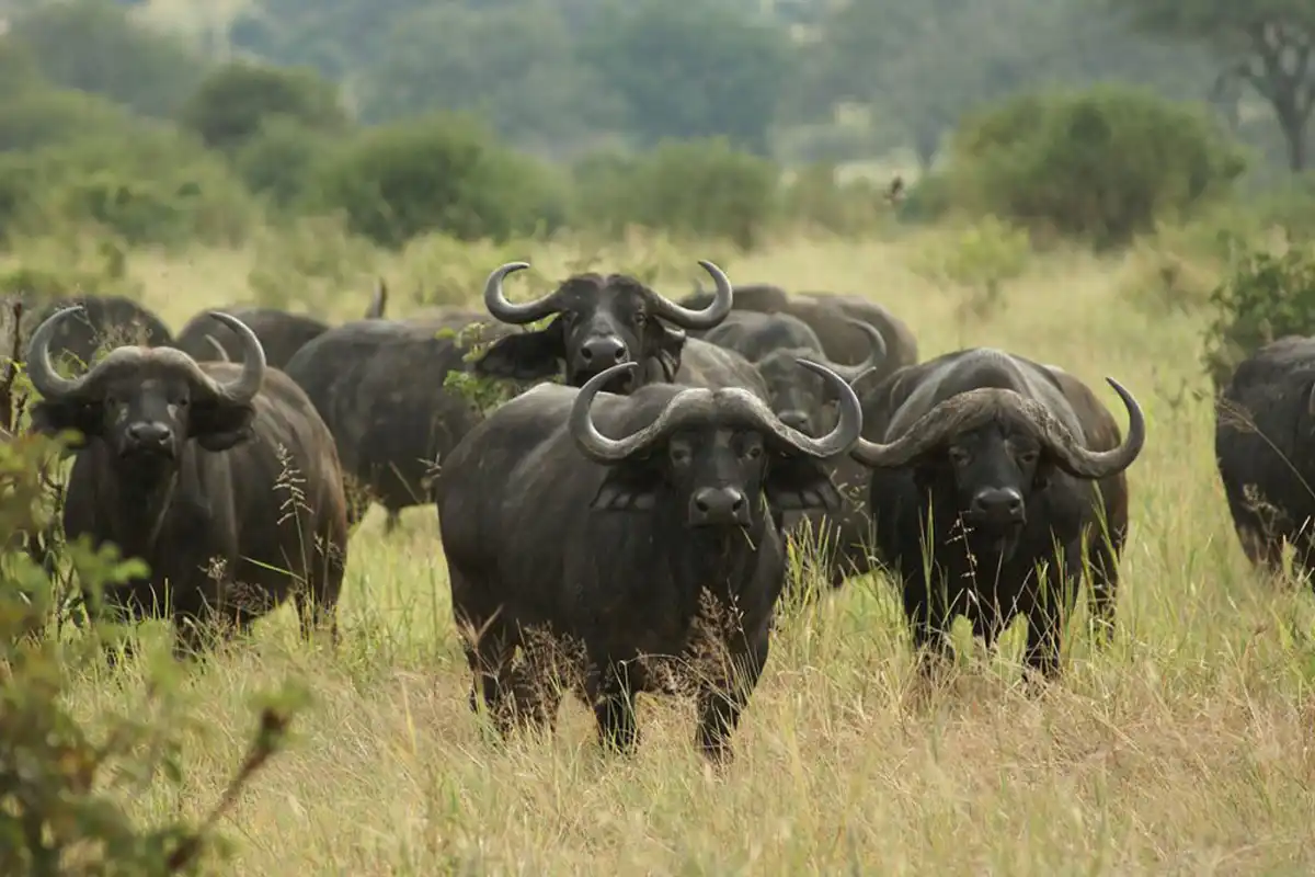 Super Great Migration