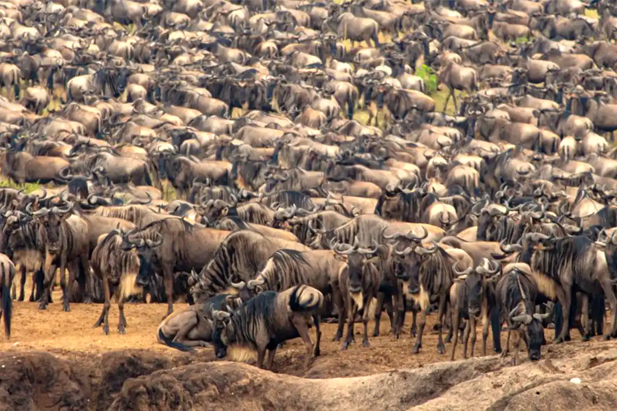 Super Great Migration