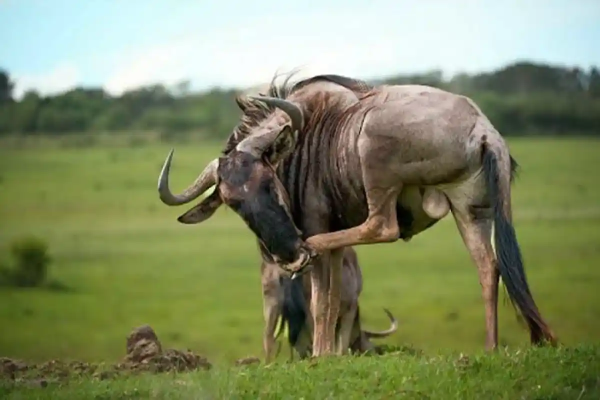 5 Days Tanzania Newborn Wildebeest Safari
