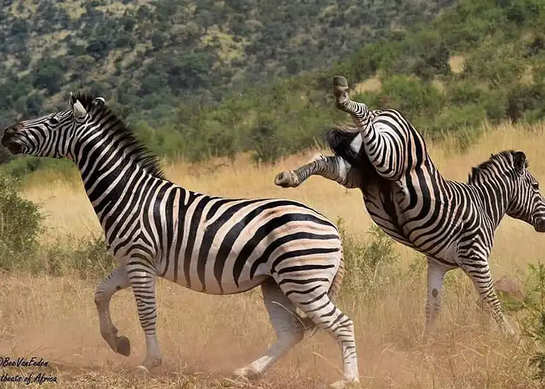 To Witness Great Migration Safari with Tanzania