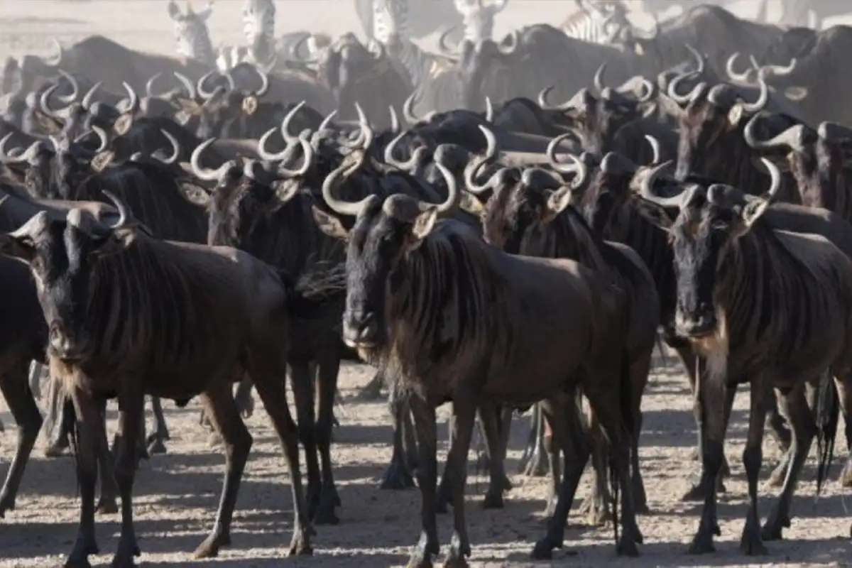 Wildebeest Migration