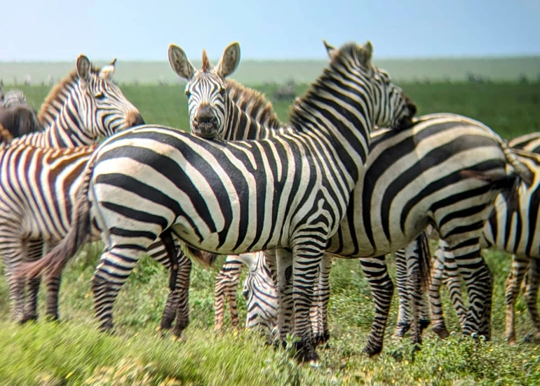 5-Day Arusha to Moshi Safari Package