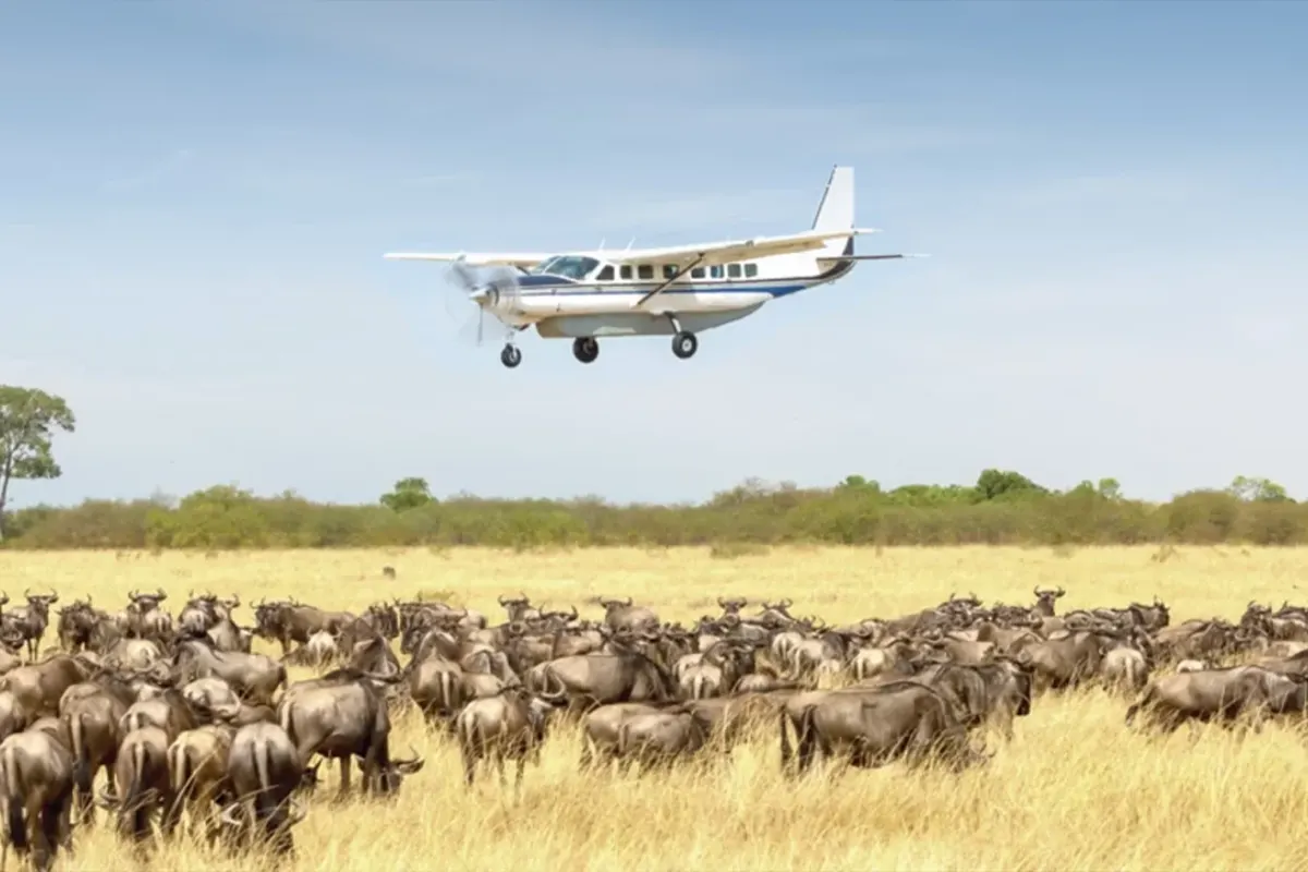Fly-in Migration Crossing Safari