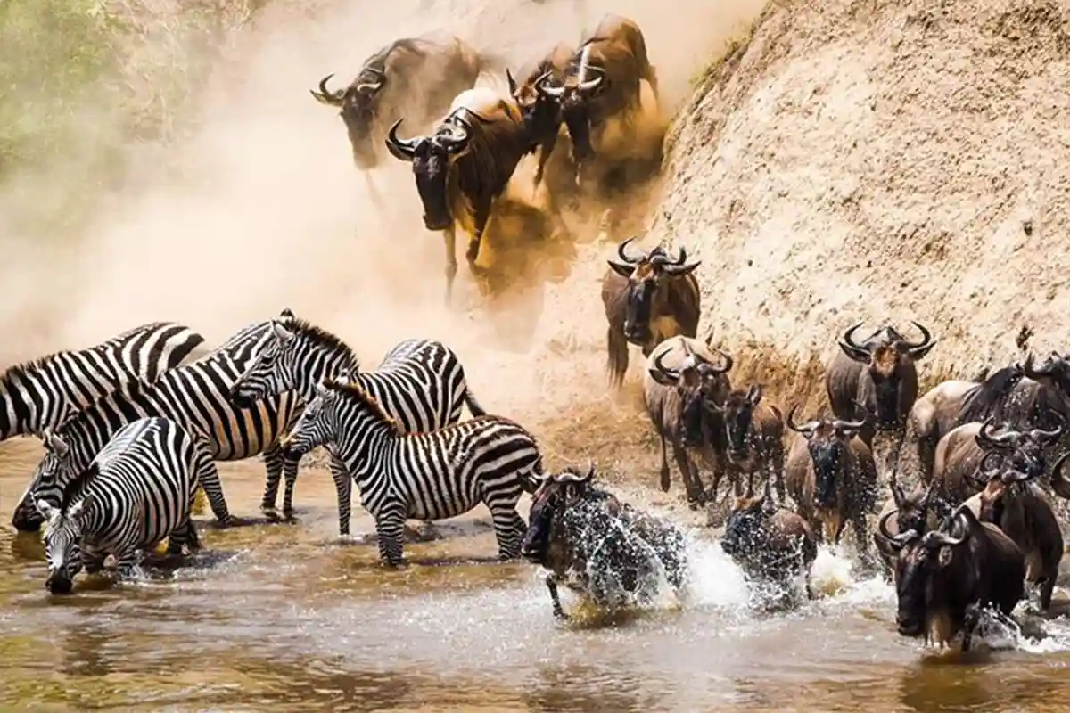 Great Migration River Crossing Safari