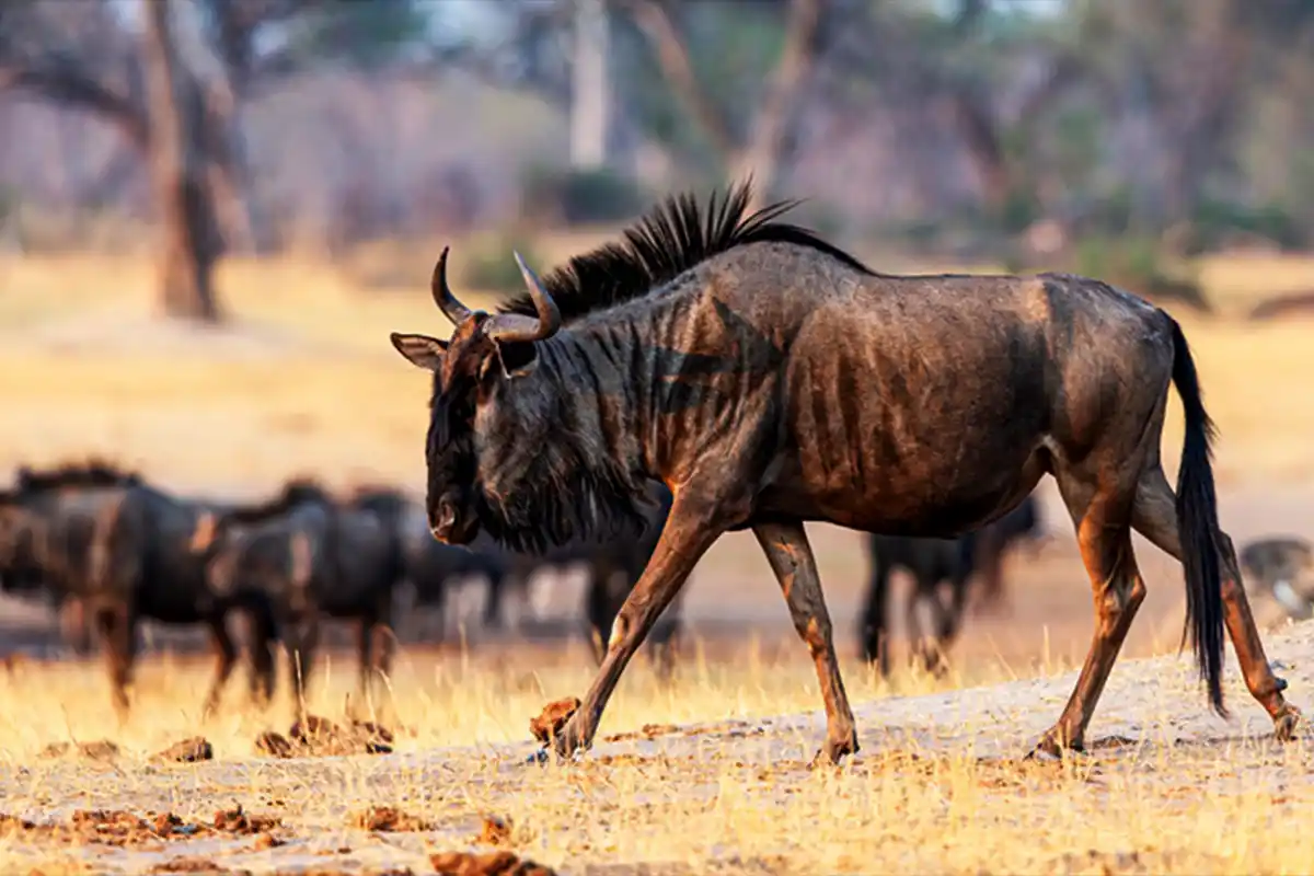 Affordable Wildebeest Migration Safari