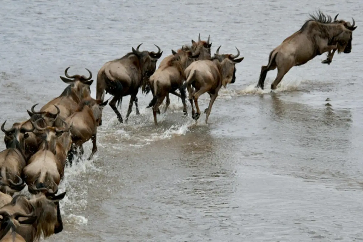 Best of Serengeti Mara River Wildebeest Migration Safari